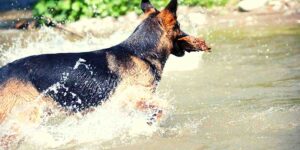 How Often to Bathe a German Shepherd