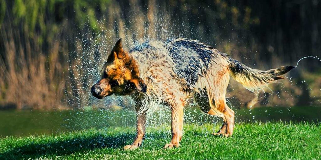 How To Bathe a German Shepherd