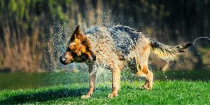 How To Bathe a German Shepherd