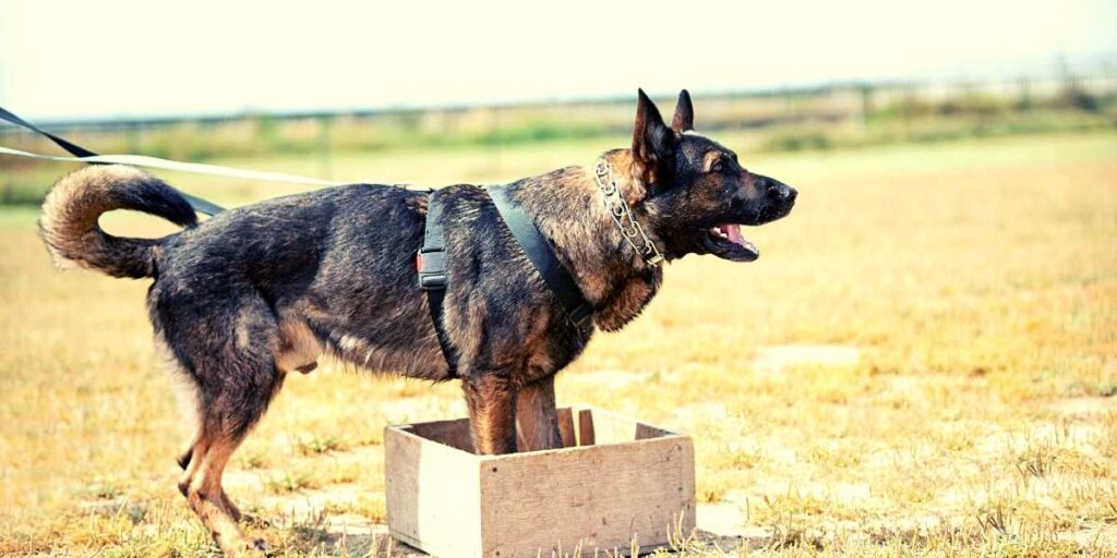 How To Train a German Shepherd To Stay