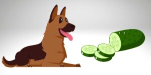 can german shepherd eat cucumber