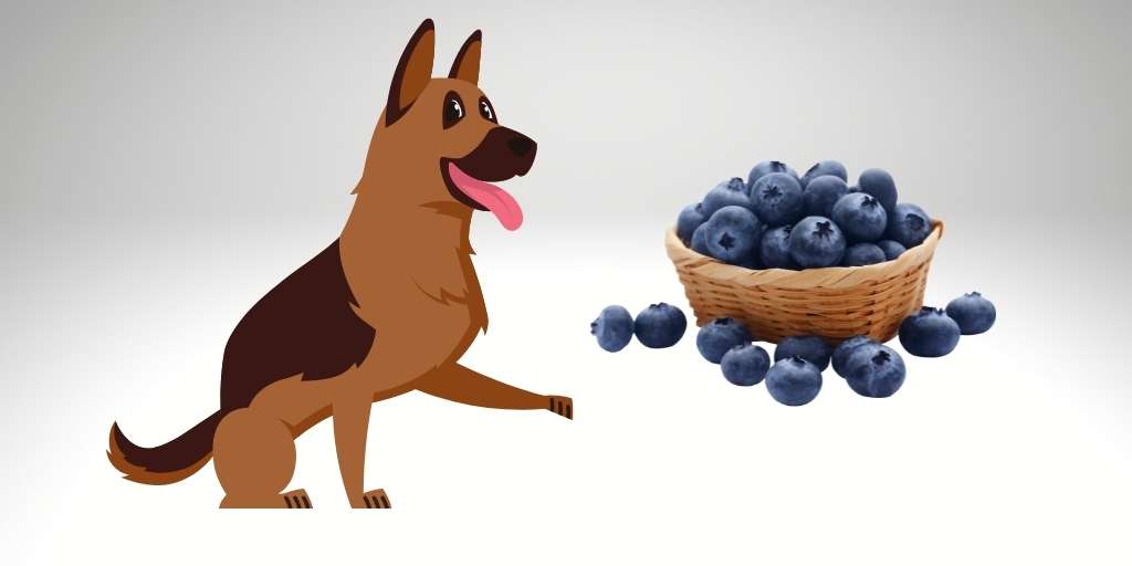 Can German Shepherds eat blueberries