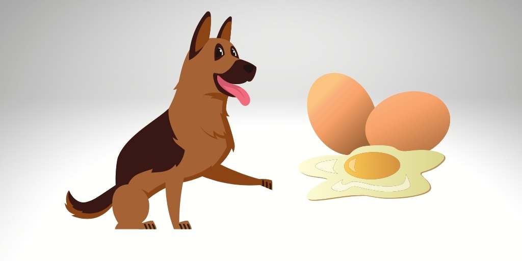 can German shepherd eat egg