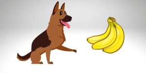 can german shepherd eat bananas