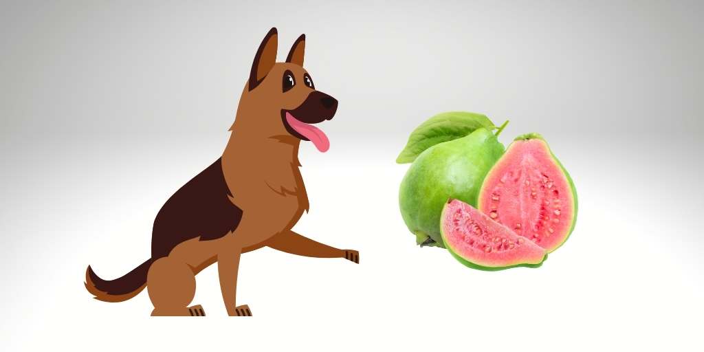 can german shepherd eat guava