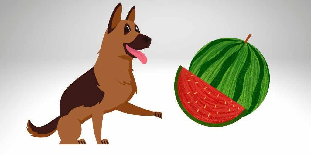 can german shepherd eat watermelon