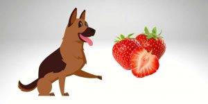 Can german shepherd eat strawberry