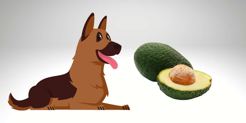 can german shepherd eat avocado