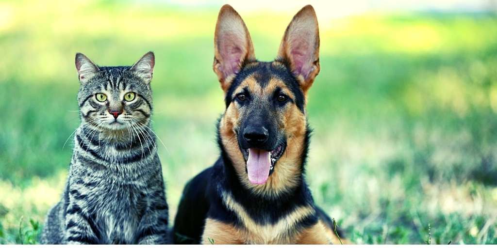 Are German Shepherds Good with Cats?