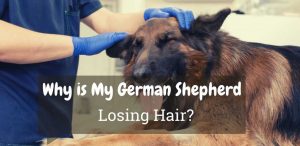 Why is My German Shepherd Losing Hair